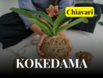 A091915 -SAB 19 SETT ore 15:00- Workshop: Crea il tuo kokedama [Chiavari]