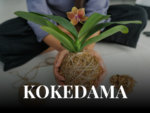 A100314 -SAB 3 OTT ore 14:00- Workshop: Crea il tuo kokedama [Genova]
